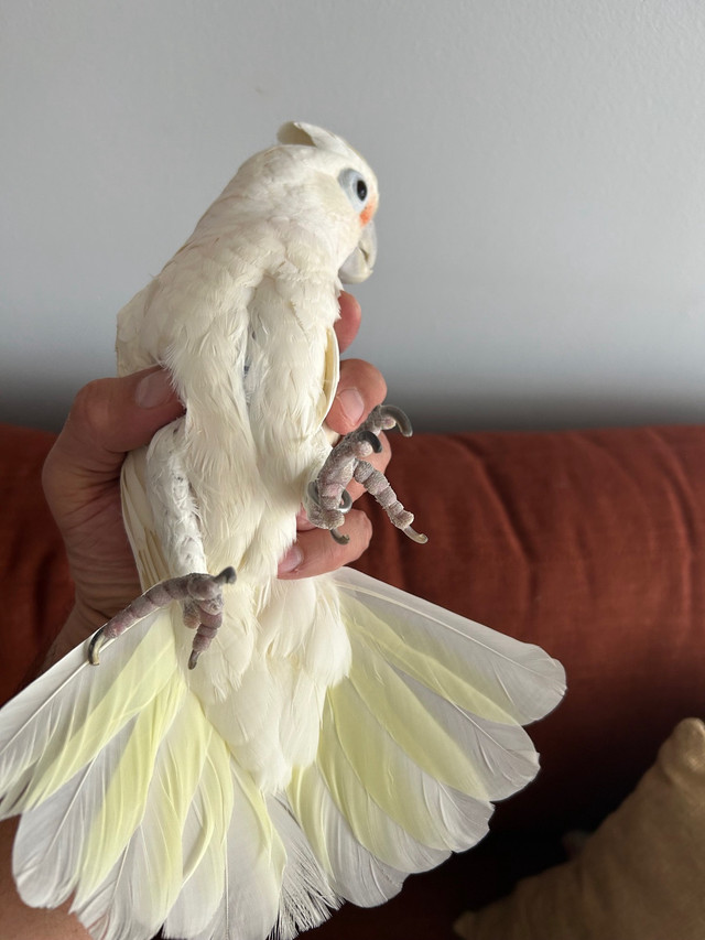 Goffin cockatoo in Birds for Rehoming in Oshawa / Durham Region - Image 4