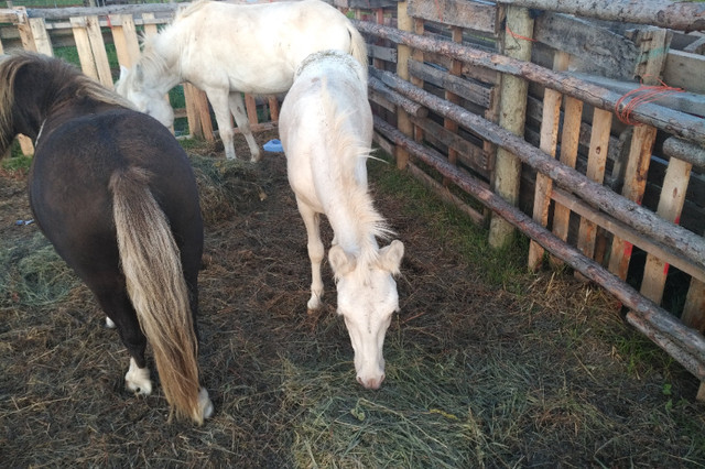 Mule and His Pony Brother Need a New Home in Horses & Ponies for Rehoming in Regina - Image 2