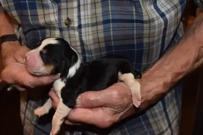 THE PERFECT FAMILY DOG!, View more