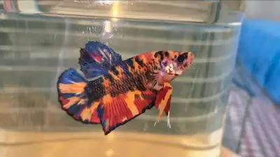 Large King Betta Male, View more