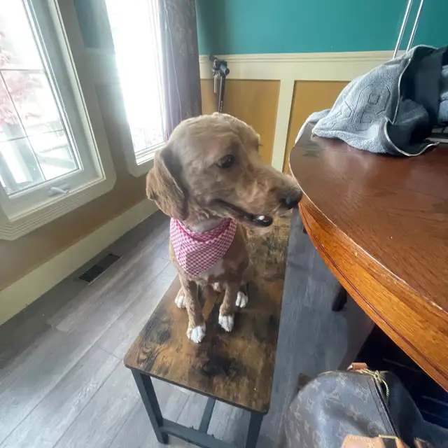 1-Year-Old Male & Female Toy Poodles  in Dogs & Puppies for Rehoming in Fort McMurray - Image 8