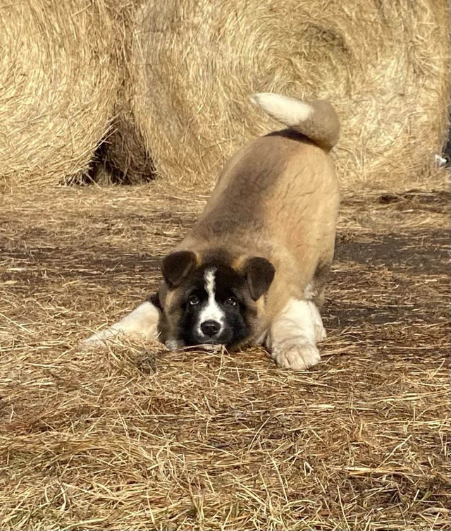 Akita puppies. Needing homes. Dogs & Puppies for Rehoming