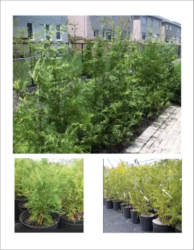 We sell Eastern White Cedars ~ Great for creating a hedge or a privacy wall. Hide your neighbors, we...