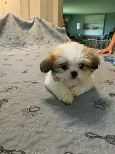 SHITZU Puppies for Sale, View more
