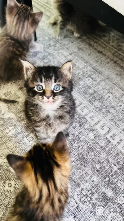 kitten cat, View more