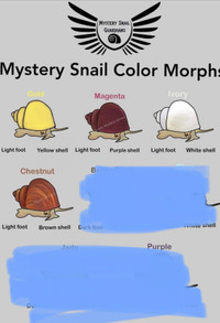 Mystery snails $1