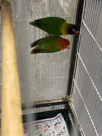 Lovebird Pair, View more