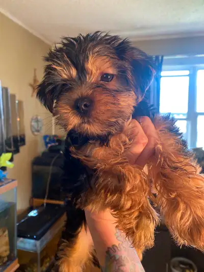 FULL BREED FEMALE YORKIE, View more