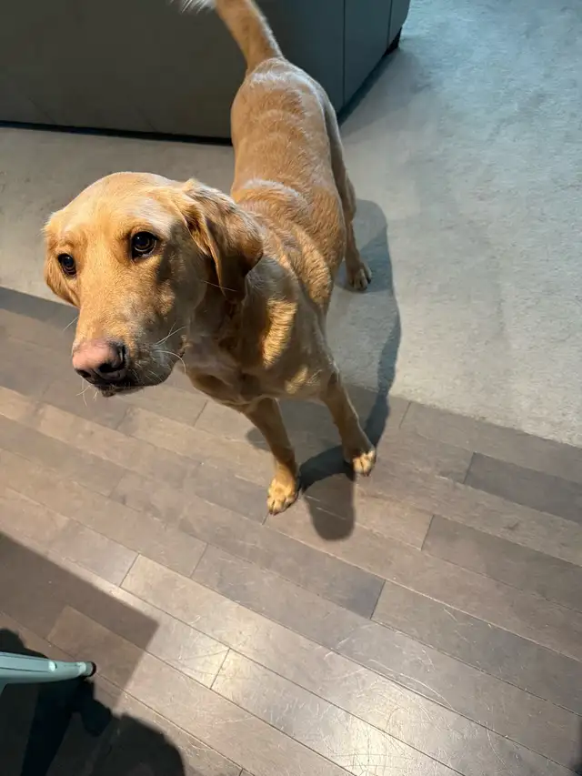 Labrador Retriever in Dogs & Puppies for Rehoming in Calgary - Image 5