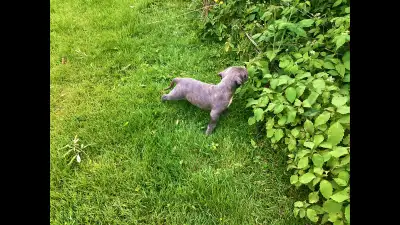Six week old American bulldog, puppy gorgeous with blue eyes gray but in the sun has a little bit of...