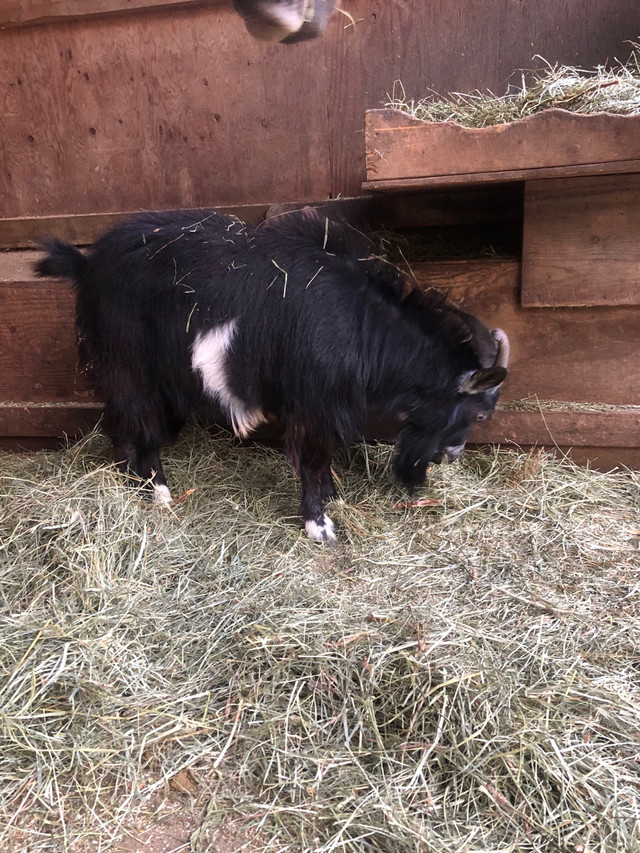 Nigerian fainting goat  in Livestock in Mission - Image 2