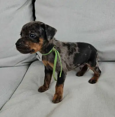 Registered Harlequin Miniature Pinscher, View more