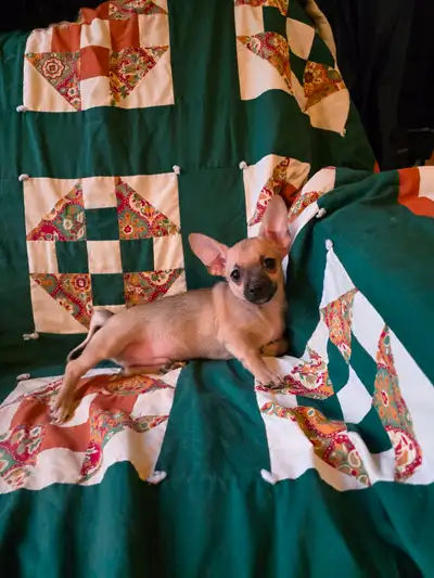 Chihuahua Cross Pups (Mostly Chihuahua), View more