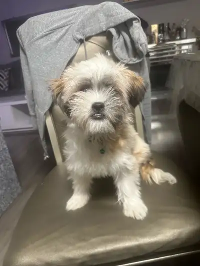 Hello, I’m selling my Shih Tzu puppy due to moving and pets are not allowed I’m sad to let her go bu...