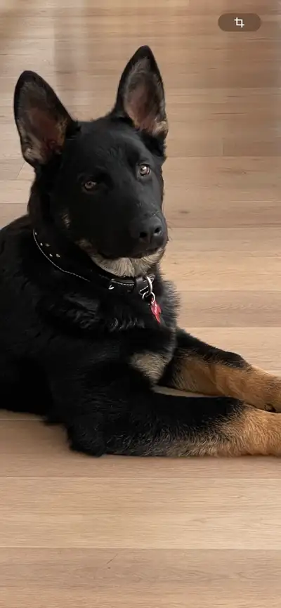 Berger allemand 10 mois, View more