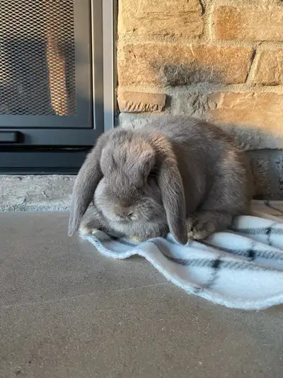 Mini lops for sale, View more