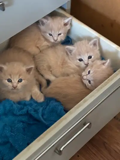 4 beautiful kittens , View more