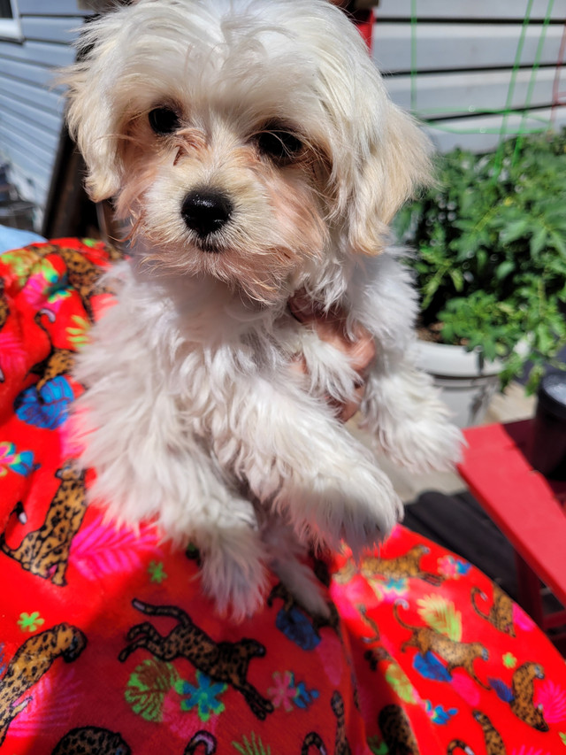 Maltese/Yorkie in Dogs & Puppies for Rehoming in Edmonton - Image 3