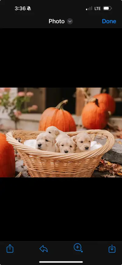 CKC golden retriever puppies, View more