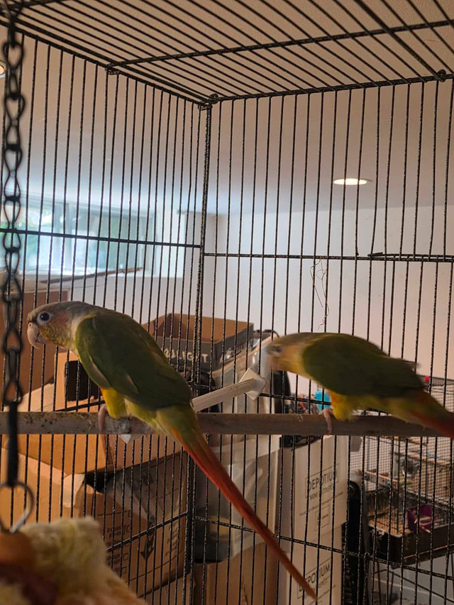 Conure pinaple nourrient a la main  dans Oiseaux à adopter  à Laval/Rive Nord