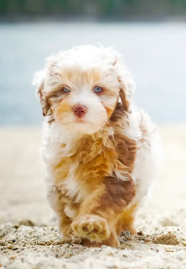 Mini Aussiedoodle Puppies in Dogs & Puppies for Rehoming in Victoria - Image 5