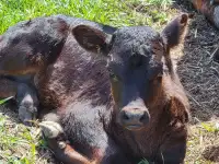 PENDING    Longhorn cow calf pair