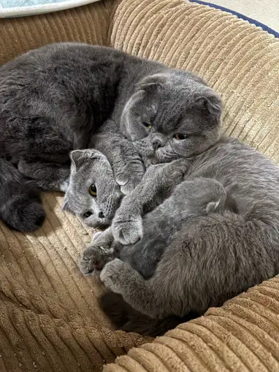 À vendre – adorable chaton Scottish Fold, View more