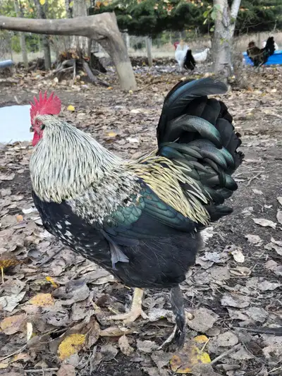 Free roosters!, View more