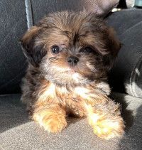 Toy Shihpoo male puppy ❤️❤️❤️ready to leave