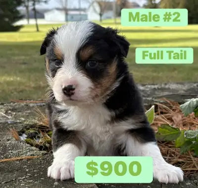 Mini Australian Shepherd Puppies, View more