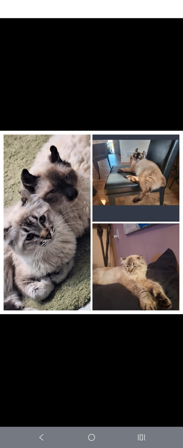 chatons de race fermeture d'élevage dans Chats et chatons à adopter  à Laurentides - Image 2