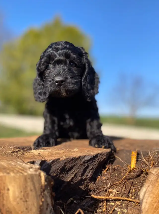 mini Cockapoo puppies  in Dogs & Puppies for Rehoming in Oakville / Halton Region - Image 7