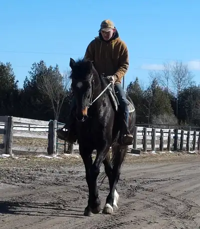 Shadow is a well mannered 17h 15 yr old Draft cross gelding, has toted first time riders on trail ri...