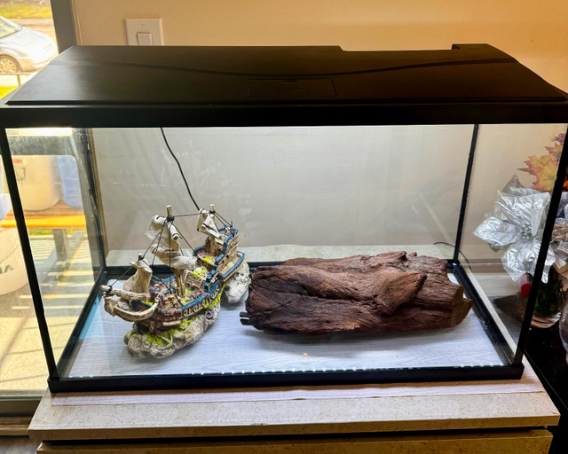 Aquarium Ornaments in Fish for Rehoming in Red Deer