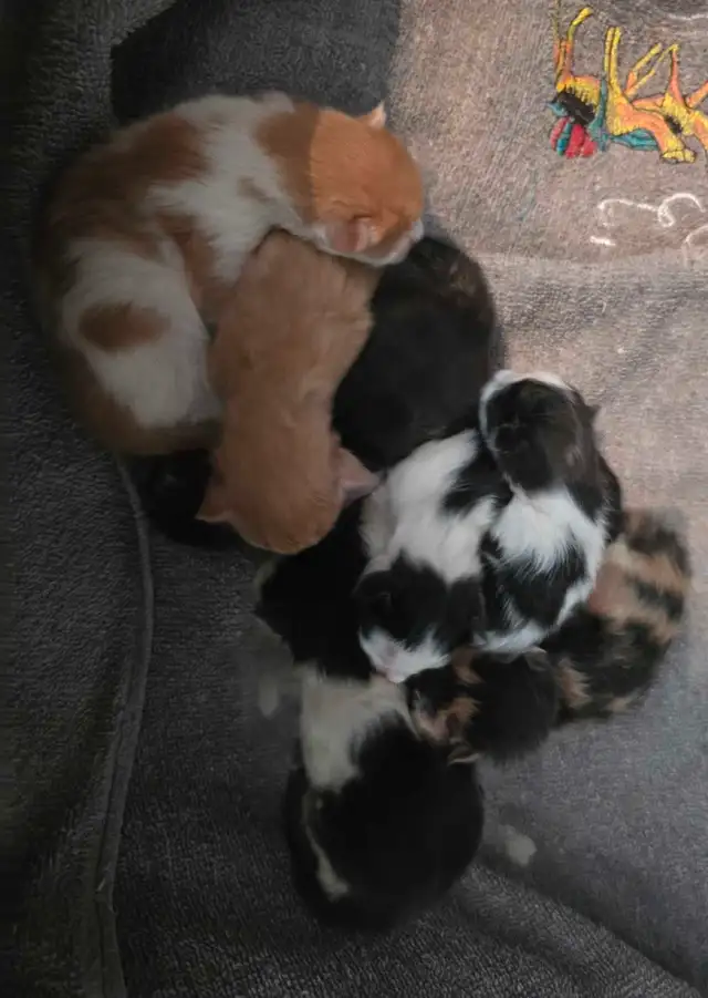 Chatons Mainecoon in Cats & Kittens for Rehoming in Drummondville - Image 7