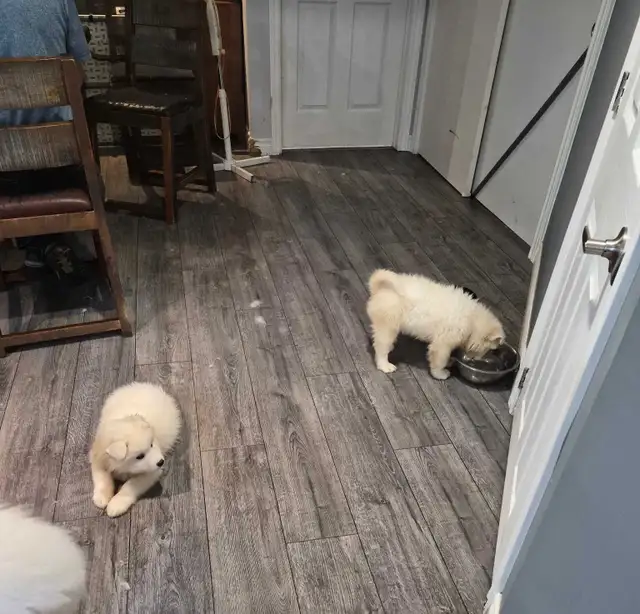 samoyed puppies in Dogs & Puppies for Rehoming in Sudbury - Image 6