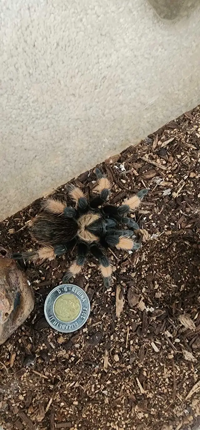 Tarantulas
