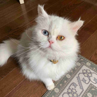 Odd Eyed Male Persian Available for Breeding