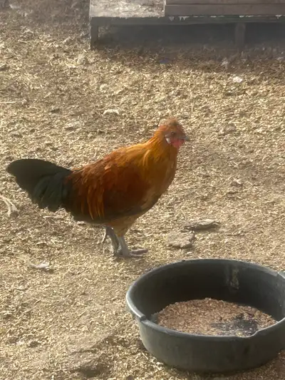 Barn yard mix roosters, View more