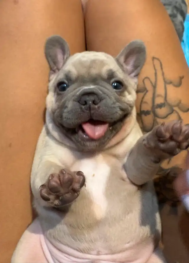 French bulldog puppies only 2 left! ***Price drop!*** in Dogs & Puppies for Rehoming in Winnipeg - Image 5