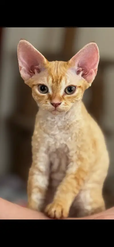 Ginger Devon rex kitten boy available., View more