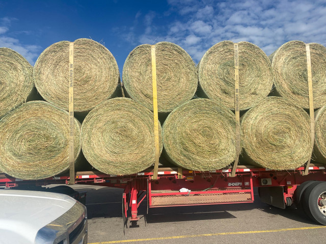 2023 Alfalfa Round Bales ($300 ton Delivered Price) in Livestock in Calgary