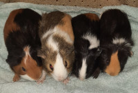 Baby Guinea Pigs - all males - 3-4 weeks old, weaned and ready!