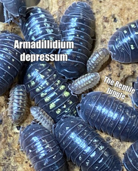 Armadillidium depressum isopod 15 count 