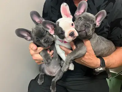 Adorable Blue French Bulldog Puppies – Ready for Their New Homes! We have three charming French Bull...