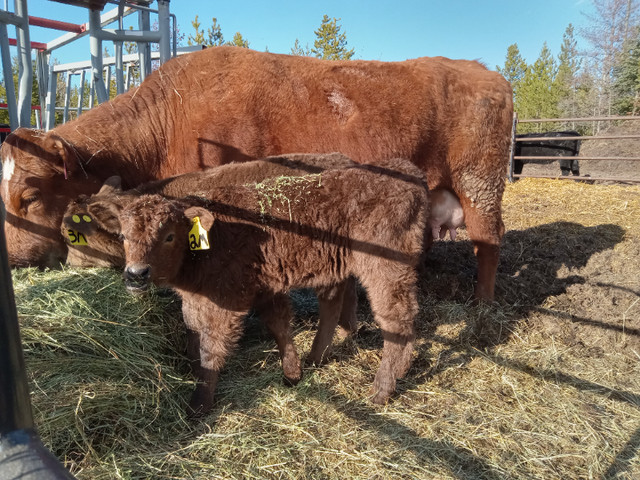 month old beef calf for sale in Livestock in Burns Lake