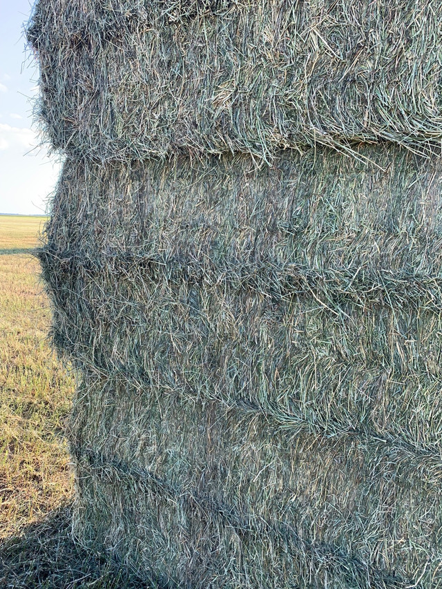 Hay for Sale in Livestock in Winnipeg - Image 3
