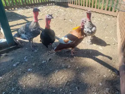  Turkeys for sale, View more