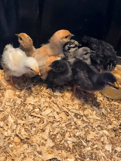 8 purebred silkie chicks. Straight run. Come with 50lb chick food. Can deliver to belleville.