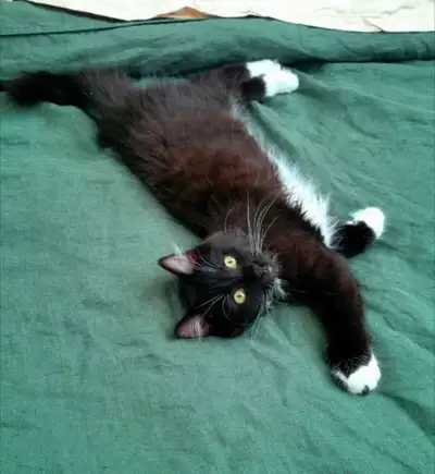 Dahlia se cherche un foyer aimant. Nous lui cherchons un foyer à la campagne, où elle pourra être pl...